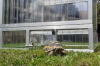 Schildkröten-Haus TOP 150 mit 100 % Alltop