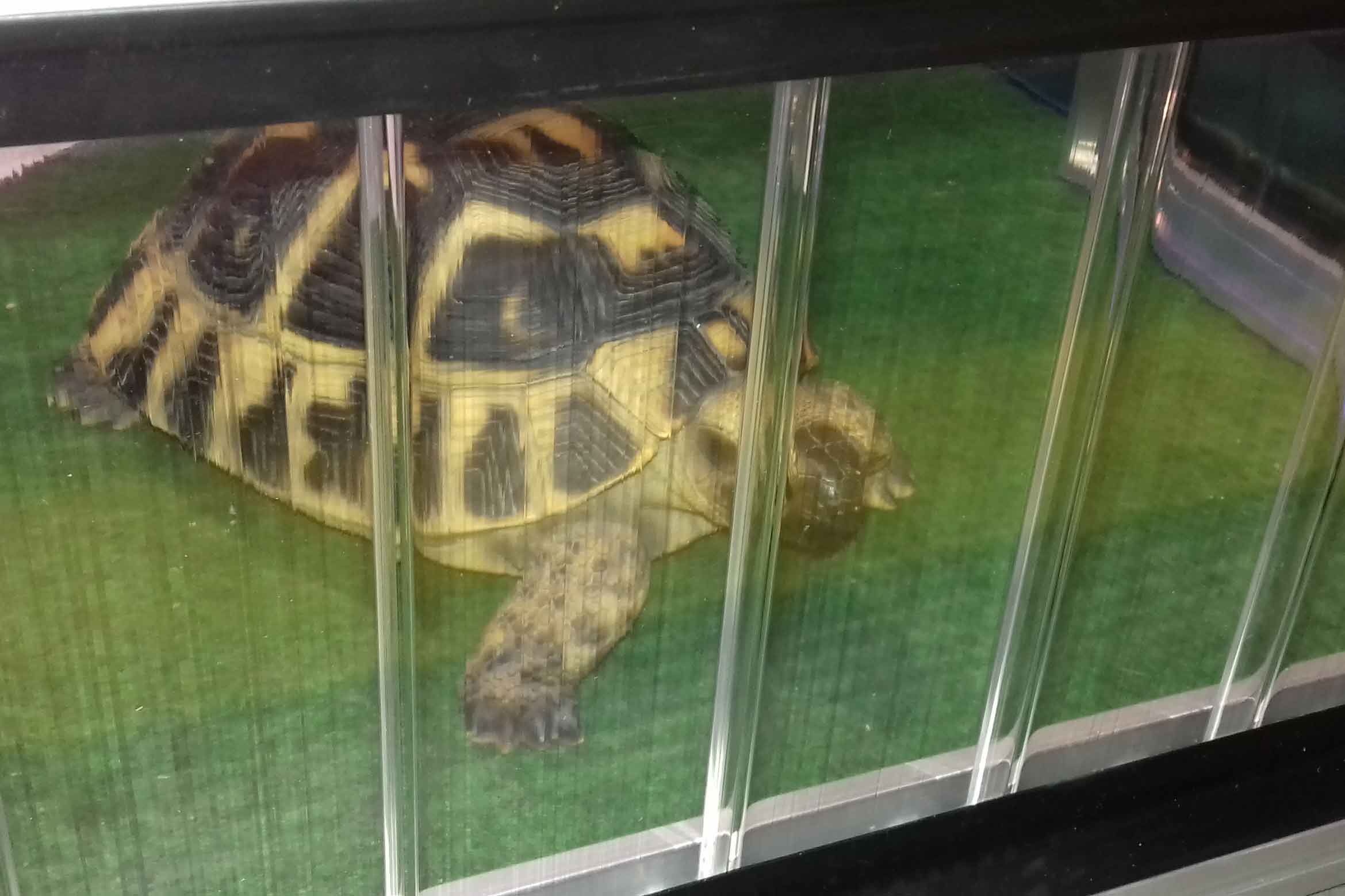 Schildkröte hinter Alltop-Platten in Zuerich