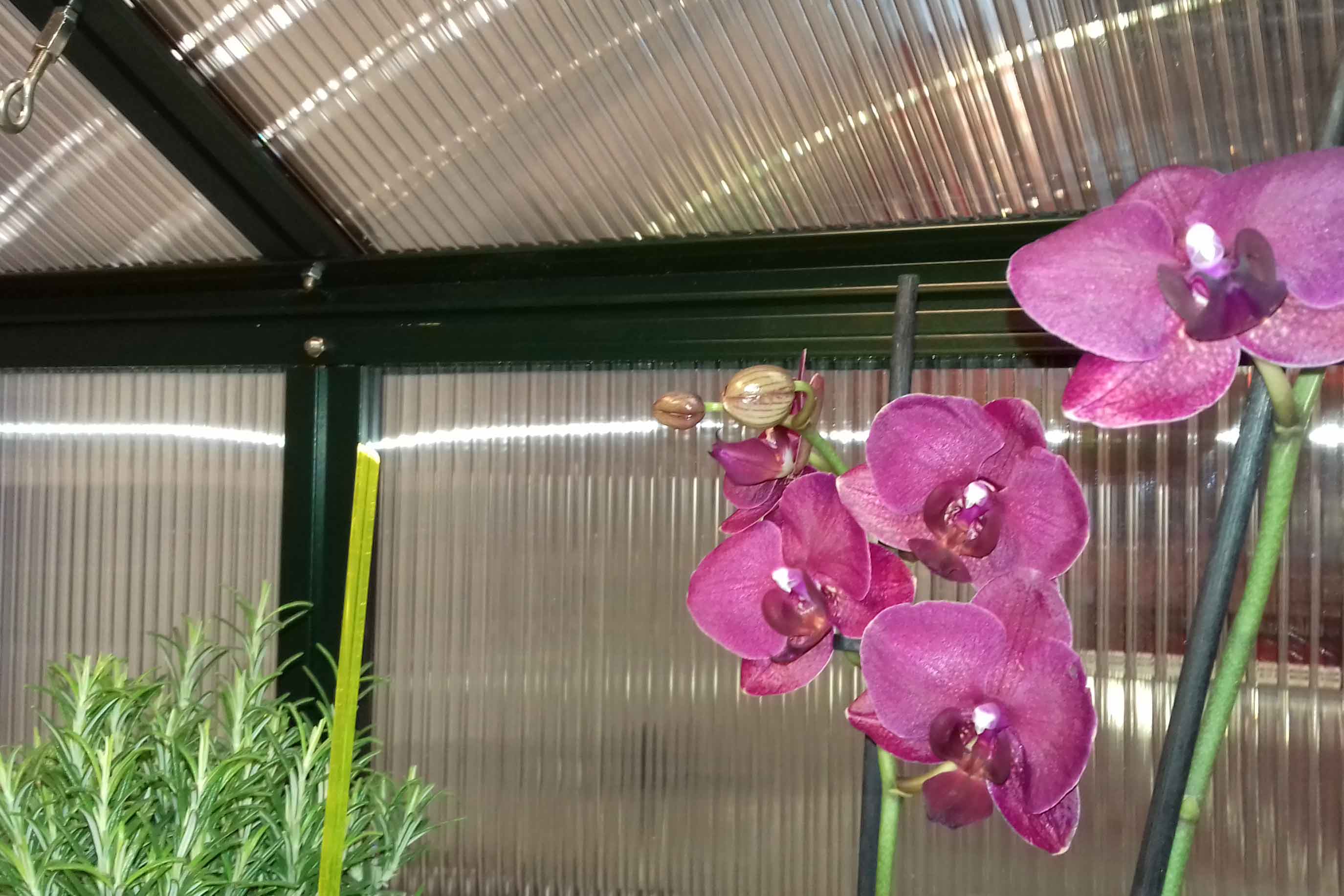 Orchidee im Gewächsaus Galant in Zürich