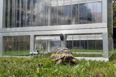 Schildkroetenhaus Alltop Top100 Flora100