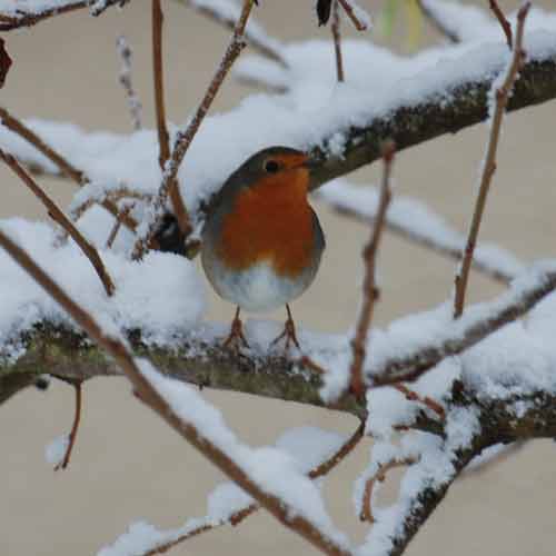 Winterfütterung-Rotkehlchen