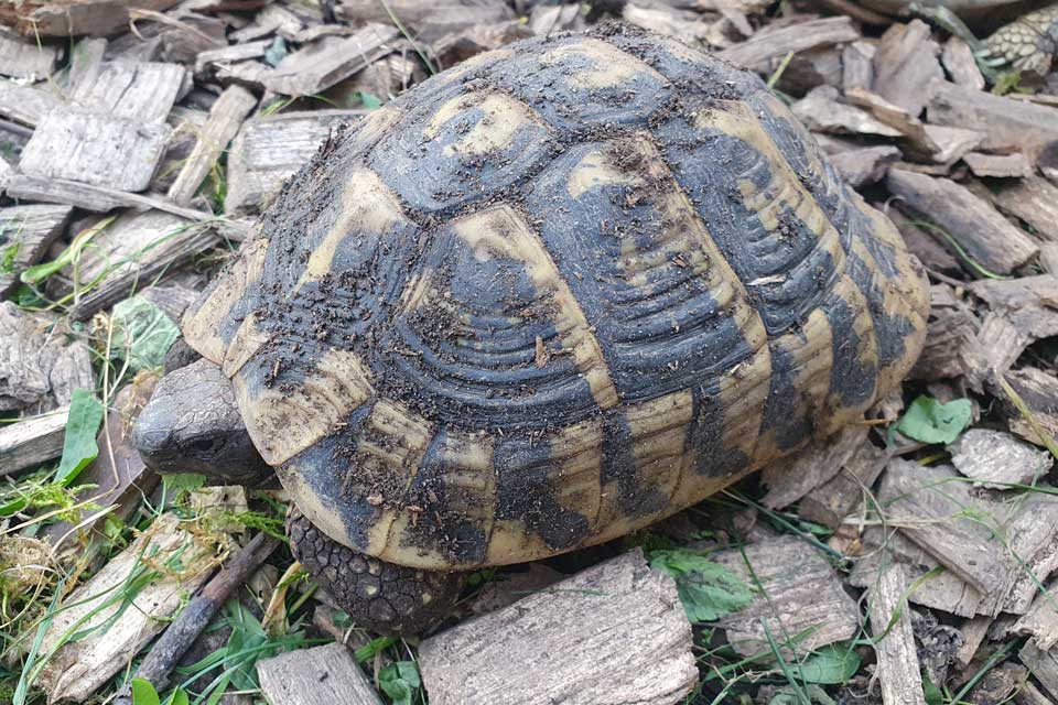 Schildkroete Winterschlaf hibernation beendet